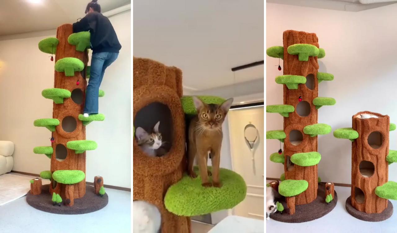  omg  60% off luxury multiple cat tree ; tree sale