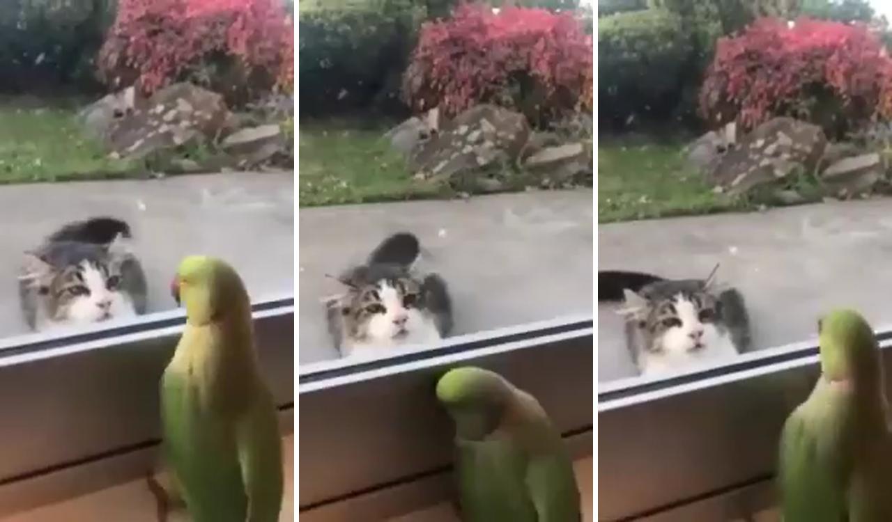 #parrot playing peekaboo with #cat; funny birds