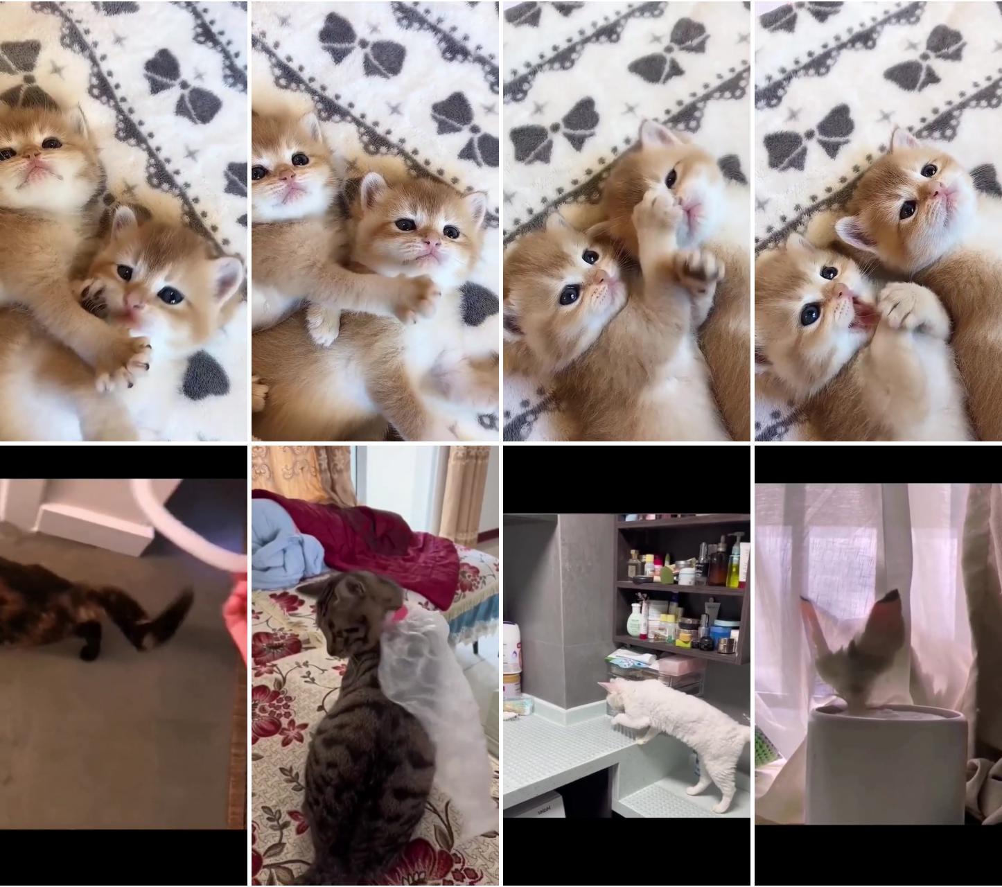 #pet #petlovers #kitten #cat #catlovers #dogs #doglovers #animals #animallovers; furry fun: the most hilarious pet videos