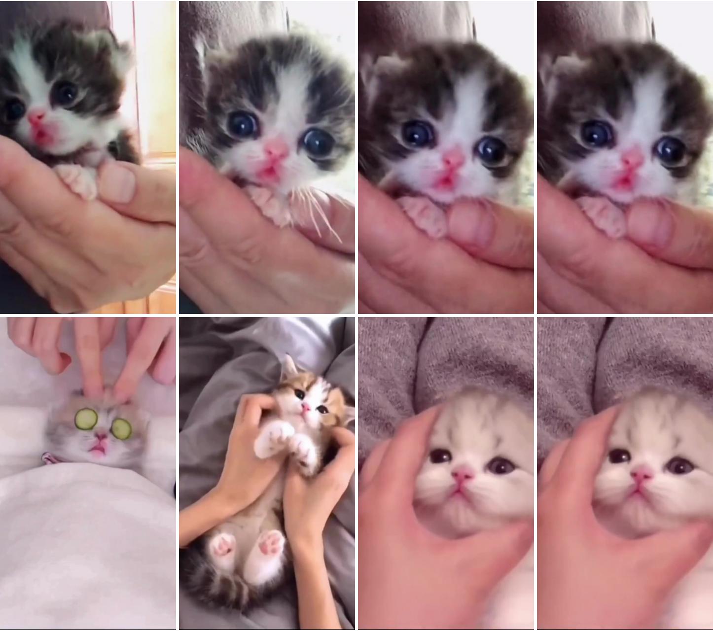 Smol catto-you are super cute, ily; funny-cute kitten videos :