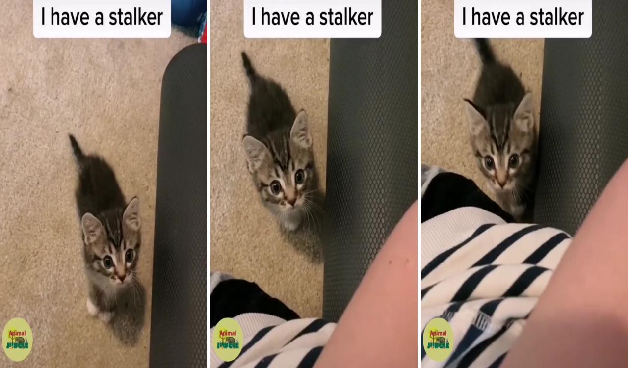 Some cute stalker ; cute baby cats