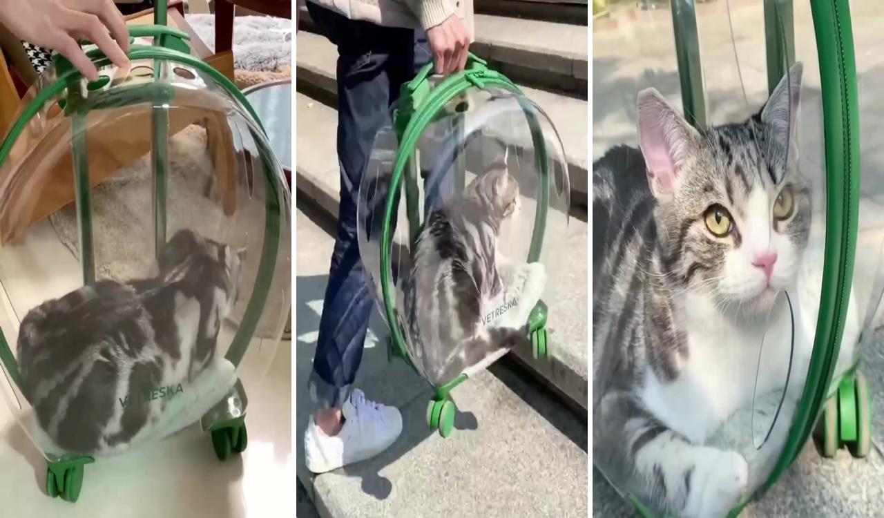 Transparent and fully breathable pet carrier, amazon finds; pet supplies accessories