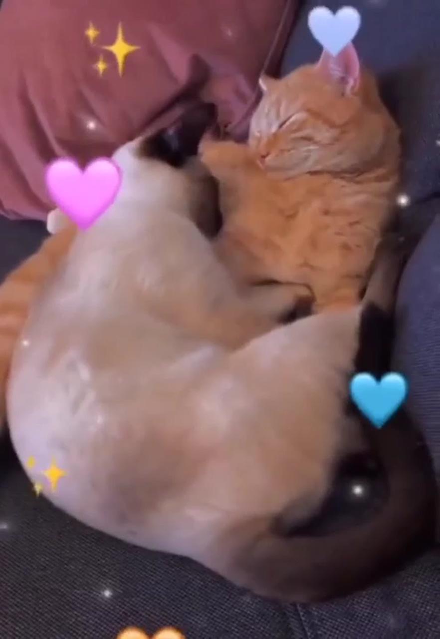 True love right here; funny cute cats